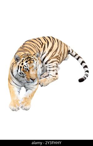 Lying Amur tiger isolated on white Stock Photo