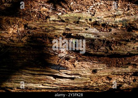 rotten wood left in the forest is a breeding ground for both good and ...