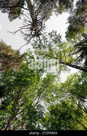 view from below of the crowns of tall trees in the forest against the blue sky. Background with a bottom view of pine trees. Stock Photo