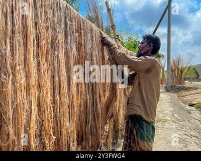 Jute Farmer Harvesting and Drying Jute in Bangladesh Stock Photo