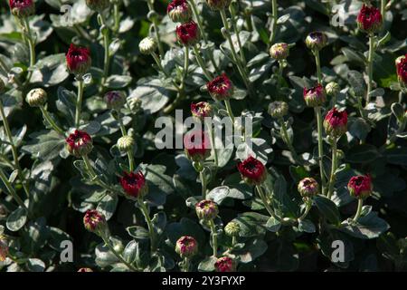 Chrysanthemum flowers at different stages of bloom in a small nursery. Top view, close-up. Stock Photo