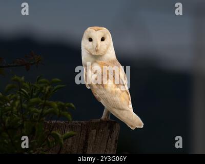 Beautiful wild barn owl on a tree stump [ latin tyto alba ] at Portbury wharf nature reserve in the UK Stock Photo