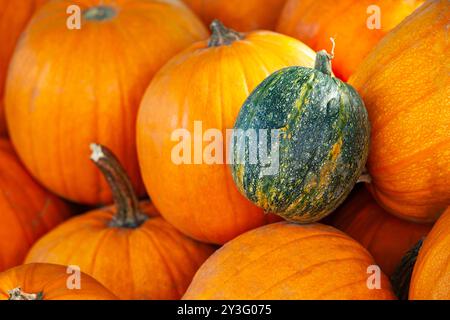 A collection of pumpkins in various colors and patterns represents a rich autumn harvest. Stock Photo