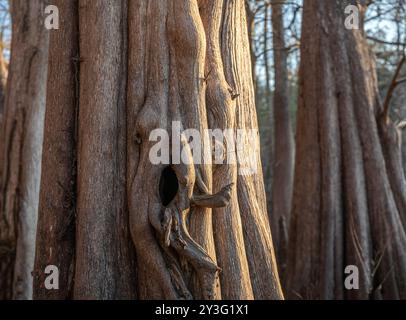 Pond Cypress trunk detail at Indian Lake State park, Florida Stock Photo
