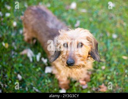 A miniature wire-haired Dachshund dog looking up at the camera Stock Photo
