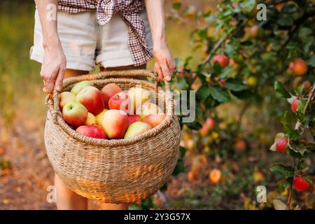 male hands with a basket of ripe apples in nature season, Harvesting Fresh Apples in an Orchard Stock Photo