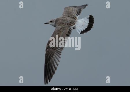 Common Gull (Juvenile) in flight, Farmoor Reservoir, Oxon, UK Stock Photo