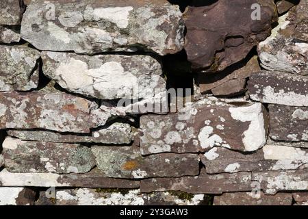 Lichen on a dry stone wall, Brecon Beacons National Park, South Wales, UK. Stock Photo