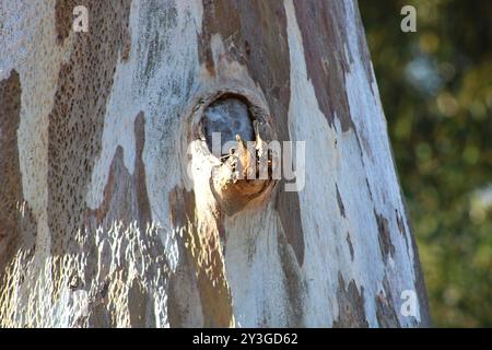 knot on tree trunk with smooth bark Stock Photo