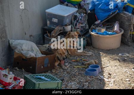 Sacramento, Ca. 27th Aug, 2024. Two of Chastity May's three dogs Gracie and King rest in the shade Tuesday, Aug. 27, 2024 near Camp Resolution where she had been living the past two years. 'The police came in and said they override code enforcement and they are going to destroy my vehicle right now,'' said May who had her trailer and truck towed. She was given a tent by a nonprofit but city rangers had tagged it for removal now. Before the U.S. Supreme Court in June issued the Grants Pass decision, Sacramento officers would typically write 48 hours on the notices as the deadline. Now, th Stock Photo