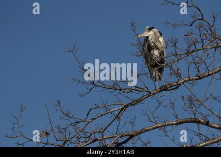 A grey heron (Ardea cinerea) perched in a tree in a park in Kanagawa, Japan. Stock Photo