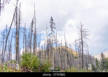Burnt trees after devastating forest wildfire Stock Photo - Alamy