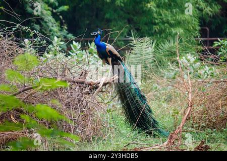 Peacock perched on a branch, tail feathers partially displayed, natural environment Stock Photo