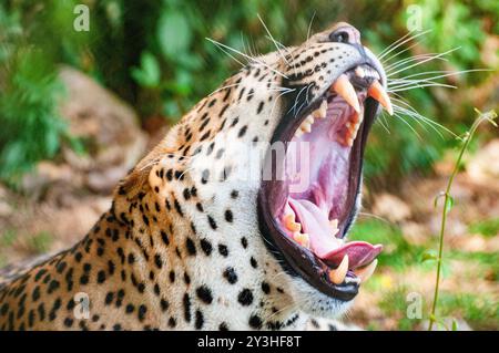 A leopard yawns at Uganda Wildlife Education Centre Entebbe Uganda. Photo by Matthias Mugisha Stock Photo