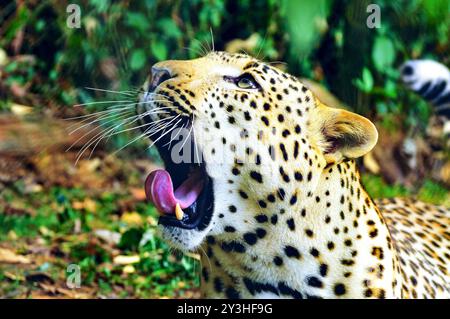 A leopard yawns at Uganda Wildlife Education Centre Entebbe Uganda. Photo by Matthias Mugisha Stock Photo