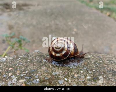 Keep Moving: Slow but Steady Journey of a Snail. Concrete floor. Stock Photo