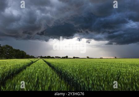 Storm with dark clouds over green wheat field landscape Stock Photo