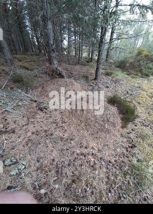 Scottish Wood Ant (Formica aquilonia) Insecta Stock Photo