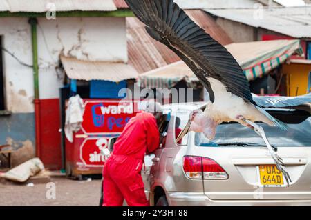 MARABOU STORK  (Leptoptilos crumeniferus ) - Kampala Uganda Stock Photo