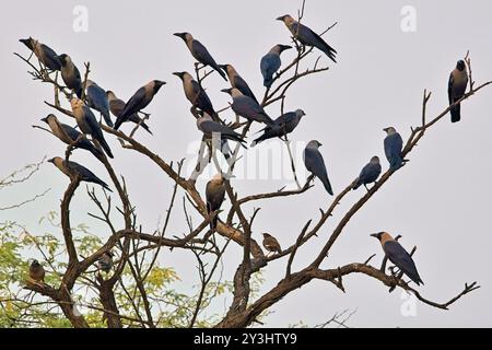 A flock of House Crows, (Corvus splendens), perched in a dead tree, Sultanpur National Park, Dehli, northern India. Stock Photo