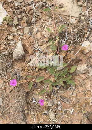 Trailing Windmills (Allionia incarnata) Plantae Stock Photo