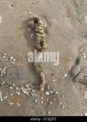 Knobbed Whelk (Busycon carica) Mollusca Stock Photo