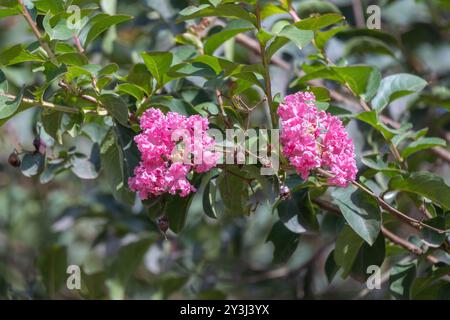 Beautiful pink crepe myrtle flower blooming on a tree branch in the garden. Its scientific name is Lagerstroemia indica. Stock Photo