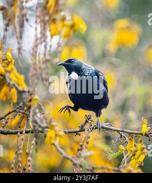 Tui bird with one leg perched on branches with yellow kowhai flowers. Auckland. Stock Photo