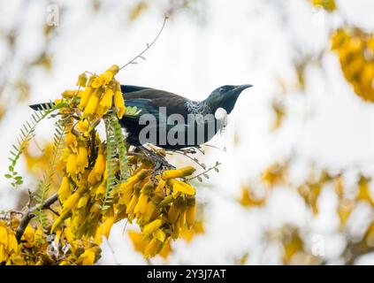 Tui perched on top of the Kowhai branch full of yellow flowers. Auckland. Stock Photo