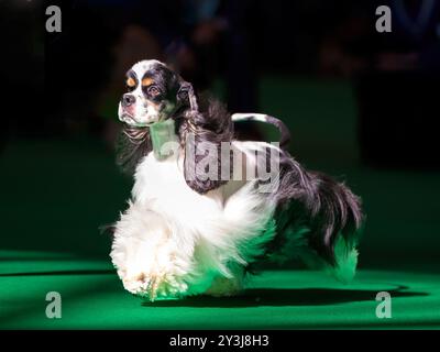 American Cocker Spaniel at a dog show Stock Photo