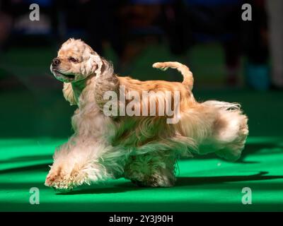 Golden color American Cocker Spaniel  at a dog show Stock Photo