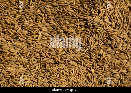 High-quality small rice seeds from Bangladesh. Background with golden grainy rice seeds. Stock Photo