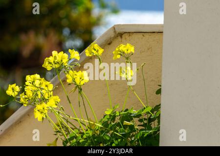 Wood sorrels in Crete Stock Photo