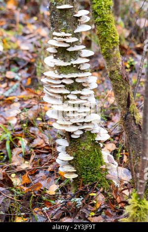 white pine cones of different sizes on an old tree trunk, rainy autumn day in the forest Stock Photo