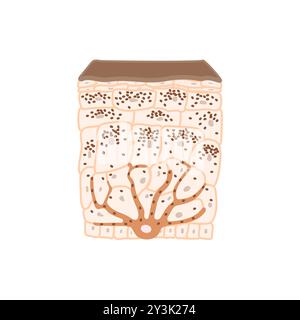 Olive skin tone pigmentation mechanism medical diagram Stock Vector ...