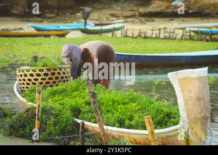 woman collecting seaweed on boat at Nusa penida island in Bali, Indonesia Stock Photo