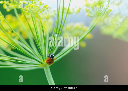 A Seven-spotted ladybug or lady bird beetle (Coccinella septempunctata) looking for aphids on a Common Rue (Ruta graveolens). Stock Photo