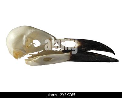 Side view of a crow skull with open beak on a white background Stock Photo