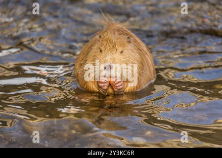 Portrait image with an orange Coypu (also called Nutria or river rat) eating carrot. Picture captured on the Vltava river bank, in Prague, Czech Repub Stock Photo