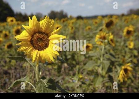 Field with sunflowers in teh summer Stock Photo