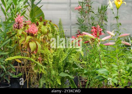 Seedlings of plants are sold in a plant store. Jacobinia pink in garden. Tropical flowers in gardening. Stock Photo