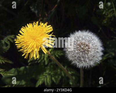 A close up of a dandelion flower and puff ball next to each other on a dark background Stock Photo