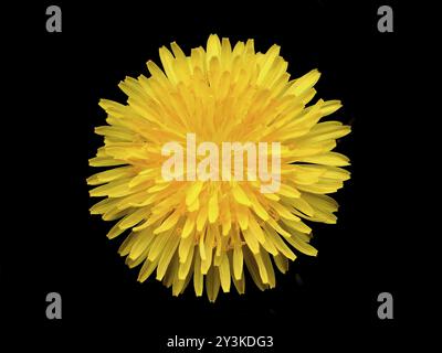 Close up of a single bright yellow dandelion flower isolated on a black background Stock Photo