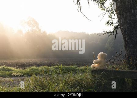 Nature beauty theme image with a teddy bear toy sitting, alone, on an old wooden bench, under a tall tree, watching the sun rays piercing the mist, ov Stock Photo