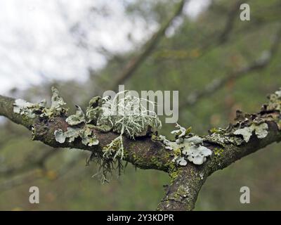 Close up of different lichens growing on a forest tree branch in winter in the UK Stock Photo