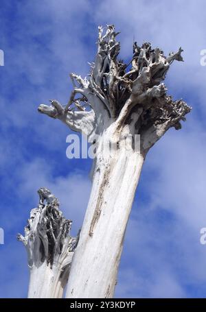 Dry dead white tree against a blue sky Stock Photo