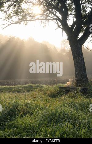 Enchanting morning in nature with a teddy bear sitting on a wooden bench under a big tree, surrounded by tall grass and a forest bathed by the sun ray Stock Photo