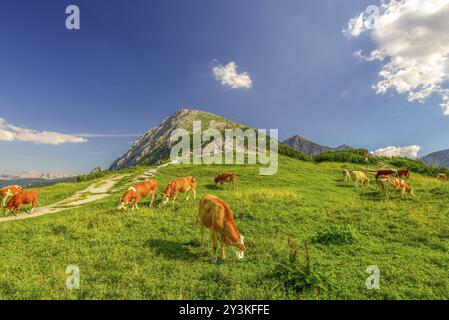 Cows grazing freely on a high altitude pasture, in the middle of the Bavarian Alps. The perfect recipe for a yummy milk is the mountain fresh air and Stock Photo