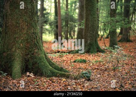 Deciduous forest, viewed from a low angle view, with trees covered in green moss and a blanket of colorful autumn leaves on the ground, in Germany Stock Photo