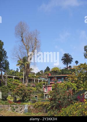 A scenic view of vibrant green tropical plants and trees with colorful buildings in monte above funchal in madeira with a bright sunlit sky Stock Photo